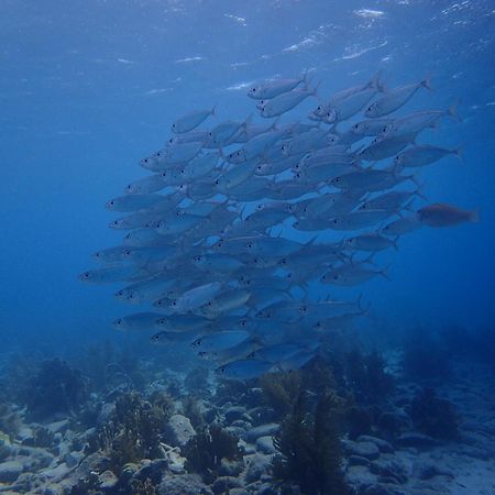 Villa Gobernador Bonaire Playa Dış mekan fotoğraf